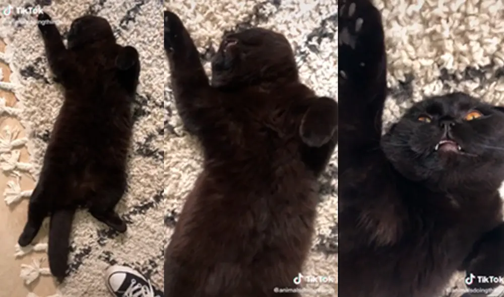 El tierno minino permaneció inmóvil hasta que la mujer lo despertó. Foto: captura de TikTok