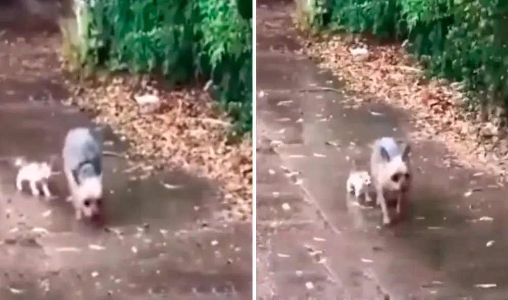 Un perrito salió a la calle tras escuchar unos fuertes maullidos y halló a un indefenso felino, por ello, lo invitó a su hogar para ponerlo a buen recaudo. Foto: captura de YouTube