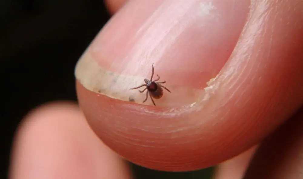 Las garrapatas poseen varias bacterias causantes de enfermedades. Foto: CNN