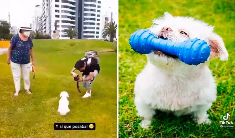 Una señora accedió a la petición de un fotógrafo para hacerle una improvisada sesión a su adorable mascota cuando daban un paseo por la calle. Foto: captura de TikTok