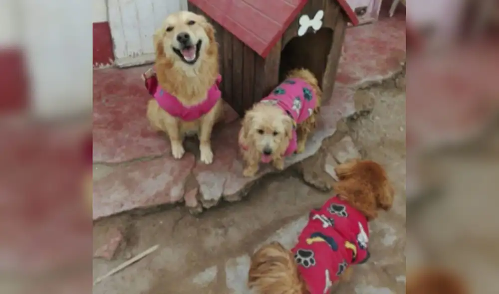 Más de 30 perros viven en refugio del Callao. Foto: Valeria Alegría Más de 30 perros viven en refugio del Callao. Foto: Valeria Alegría