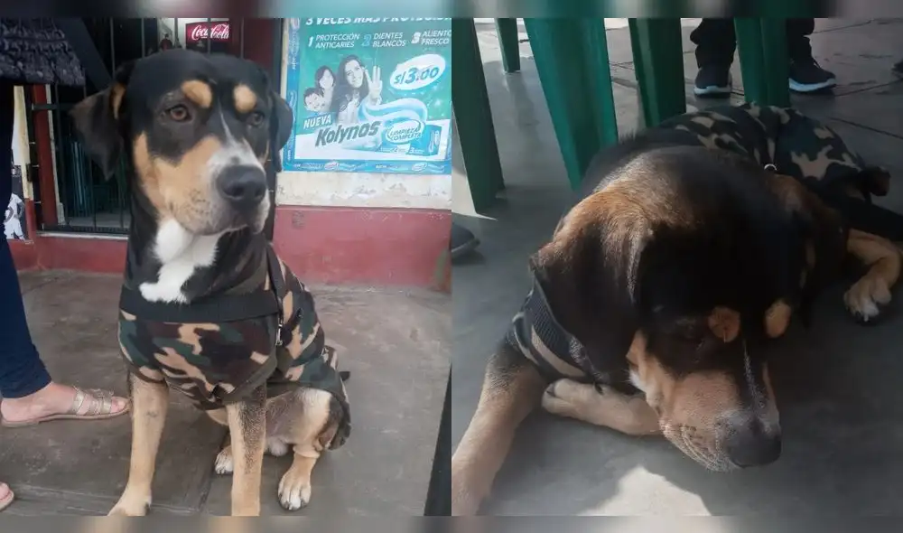 El can ha sido llamado Salchipapa por los vecinos del distrito. Foto: cortesía