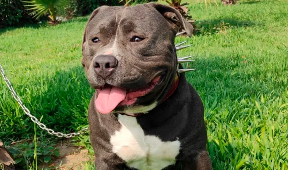 El canino tiene 18 meses de edad y es descrito como dócil y extremadamente tierno por su dueña: Foto: WhatsApp/Cristina Vega