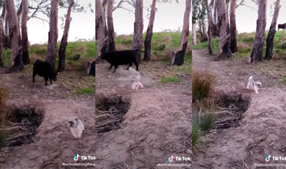 El pequeño can ahuyentó al fornido toro. Foto: captura de TikTok El pequeño can ahuyentó al fornido toro. Foto: captura de TikTok