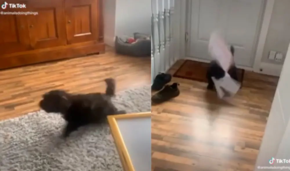 El canino hizo una travesura y rompió los correos del dueño. Foto: captura de TikTok