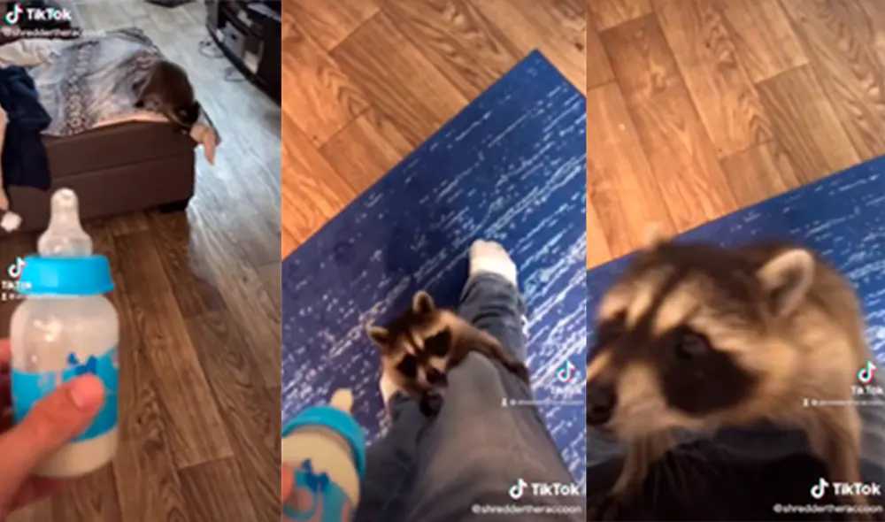 El encantador cachorro no dudó en aferrarse a la ropa de su dueño para tomar su leche. Foto: captura de TikTok