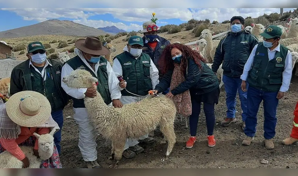 Aplicaron vacunas para evitar enfermedades en ganado. Foto: Agro Rural