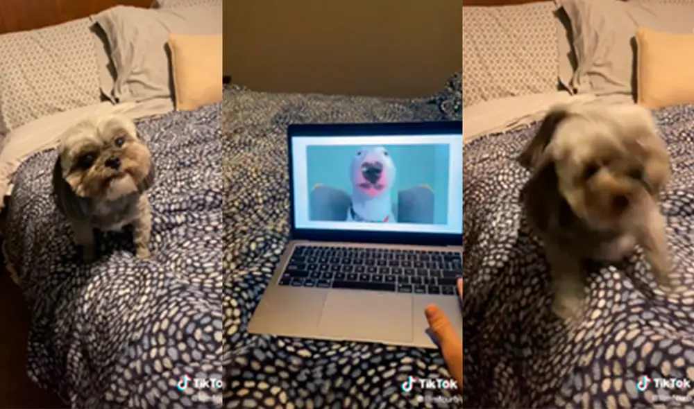 El canino no soportó la provocación del hombre y corrió hacia él. Foto: captura de TikTok El canino no soportó la provocación del hombre y corrió hacia él. Foto: captura de TikTok