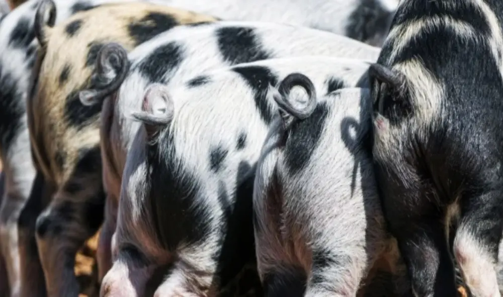 El fenómeno de respiración intestinal en mamíferos aún continúa ofreciéndonos conocimientos curiosos. Foto: Tambako the Jaguar / Moment