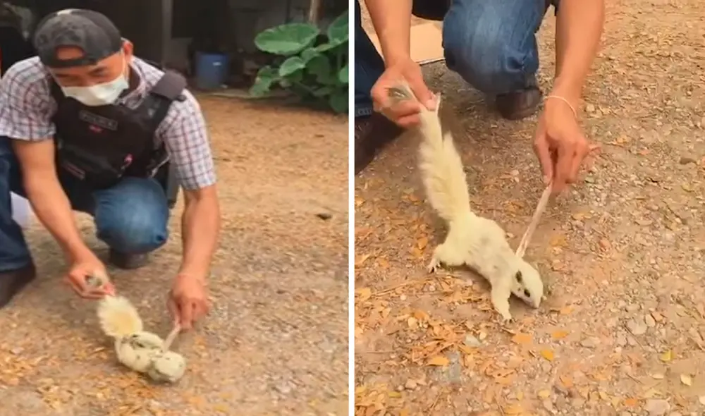 El roedor había sido electrocutado mientras caminaba por un cable de alta tensión. Foto: captura de YouTube / Prensa Viral