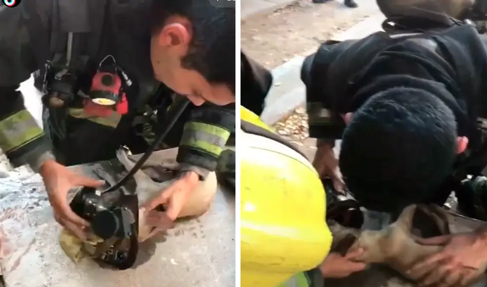 Gracias a la oportuna intervención del bombero, el perrito logró salvar su vida. Foto: captura de TikTok
