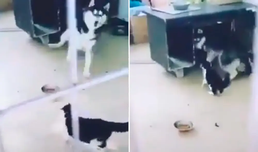 El encuentro entre ambos no fue muy satisfactorio para el perro debido a la exaltada reacción del gato. Foto: captura de Facebook