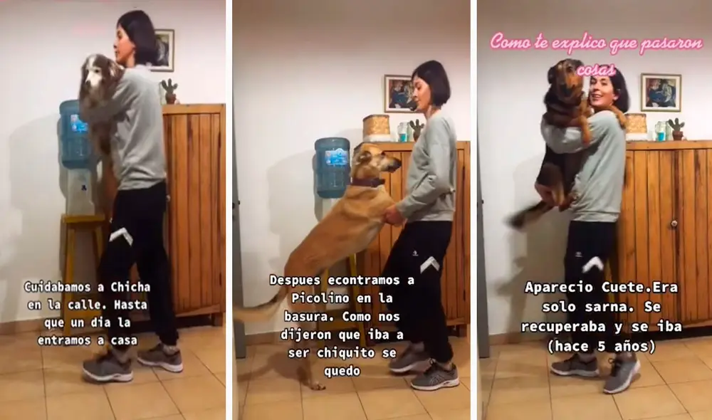 Una pareja acogió en su casa un total de seis perros y una gatita luego que los encontraron abandonados y en malas condiciones. Foto: captura de Facebook Una pareja acogió en su casa un total de seis perros y una gatita luego que los encontraron abandonados y en malas condiciones. Foto: captura de Facebook