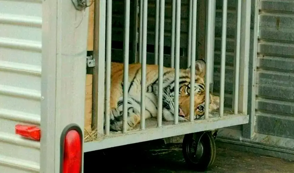 El tigre fue subido a un vehículo y conducido por un hombre cuyos abogados niegan que sea el dueño de India. Foto: AFP El tigre fue subido a un vehículo y conducido por un hombre cuyos abogados niegan que sea el dueño de India. Foto: AFP