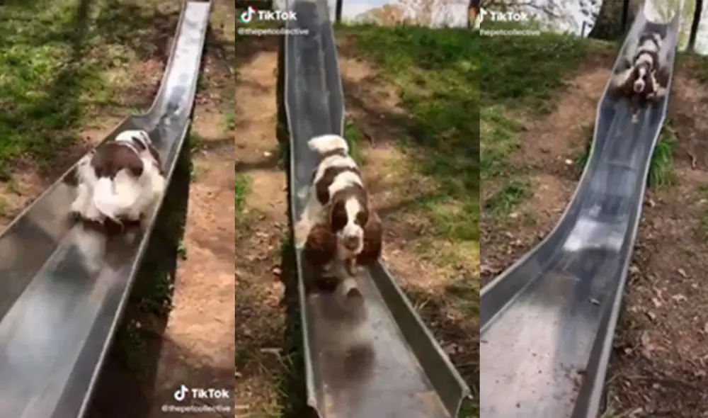 El animal cautivó a miles de cibernautas con divertida forma de jugar. Foto: captura de TikTok