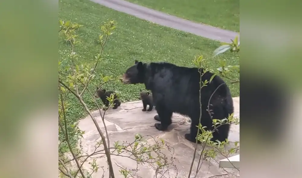 La dueña de la vivienda quedó sorprendida con las visitas que tuvo. Foto: captura de YouTube La dueña de la vivienda quedó sorprendida con las visitas que tuvo. Foto: captura de YouTube