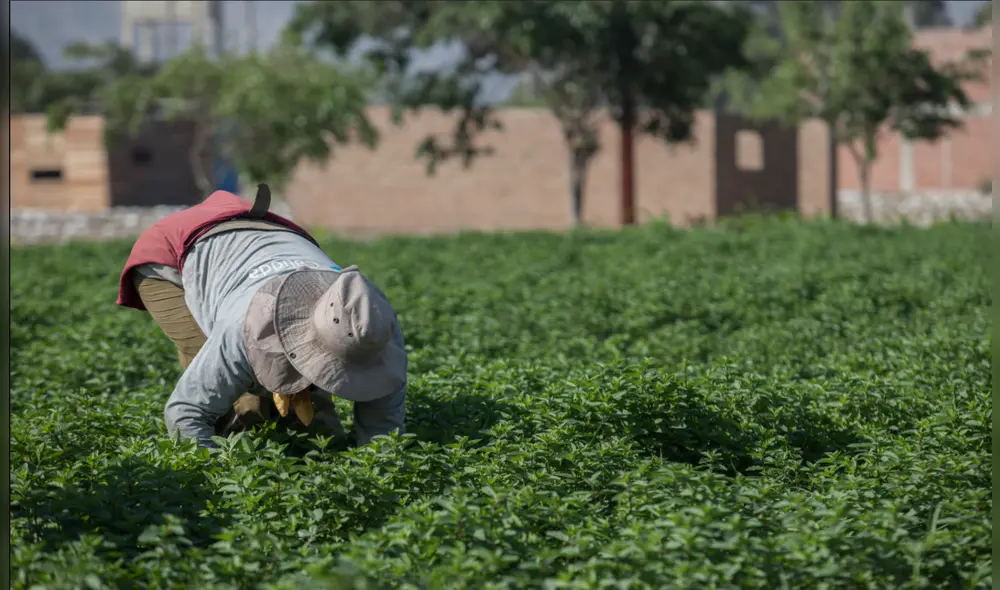 Las emisiones de dióxido generarían severas consecuencias en la producción global de alimentos. Foto: GLR