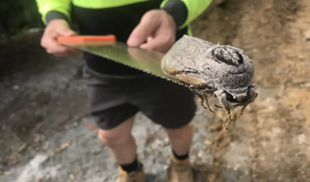 Imagen de la polilla gigante de madera, un insecto que vive poco luego de aparearse. Foto: Mount Cotton State School