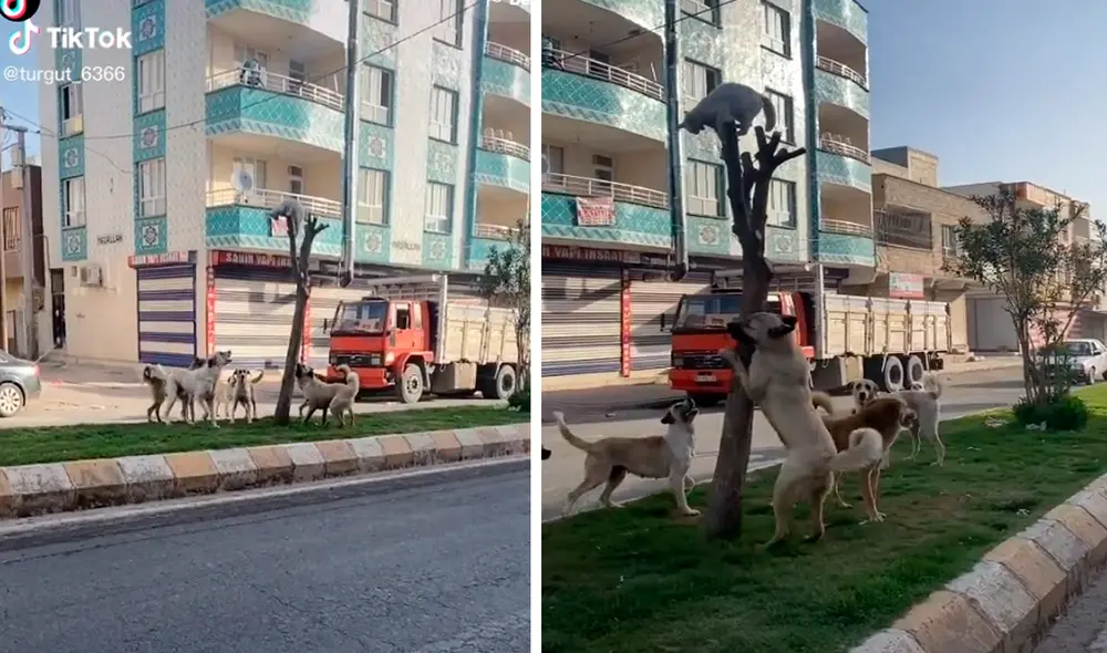 Los perros miraban atentamente al gato esperando que descienda del árbol. Foto: captura de TikTok