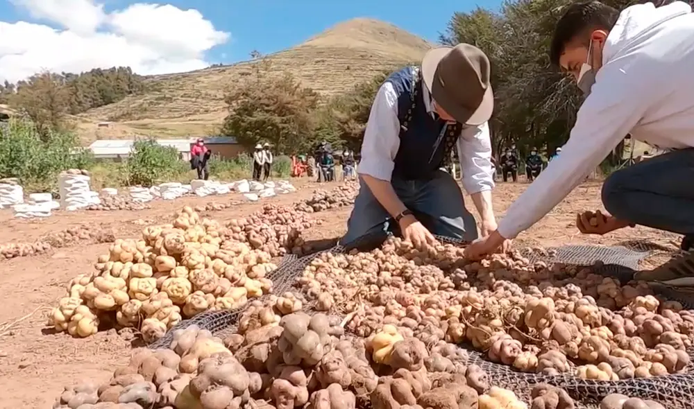 Buscan impulsar un banco de semilla de papa. Foto: Juli para el mundo Buscan impulsar un banco de semilla de papa. Foto: Juli para el mundo