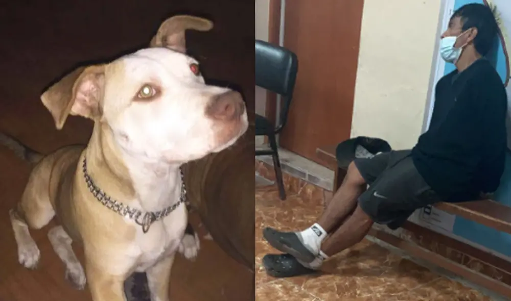 El hombre atacó al animal con un arma punzocortante. Foto: difusión