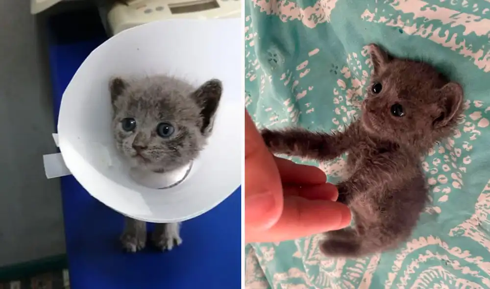 Un gatito recibió la ayuda de una joven tras hallarlo en el interior de una bolsa de basura en deplorables condiciones. Foto: Andrea Serendipia/ Facebook