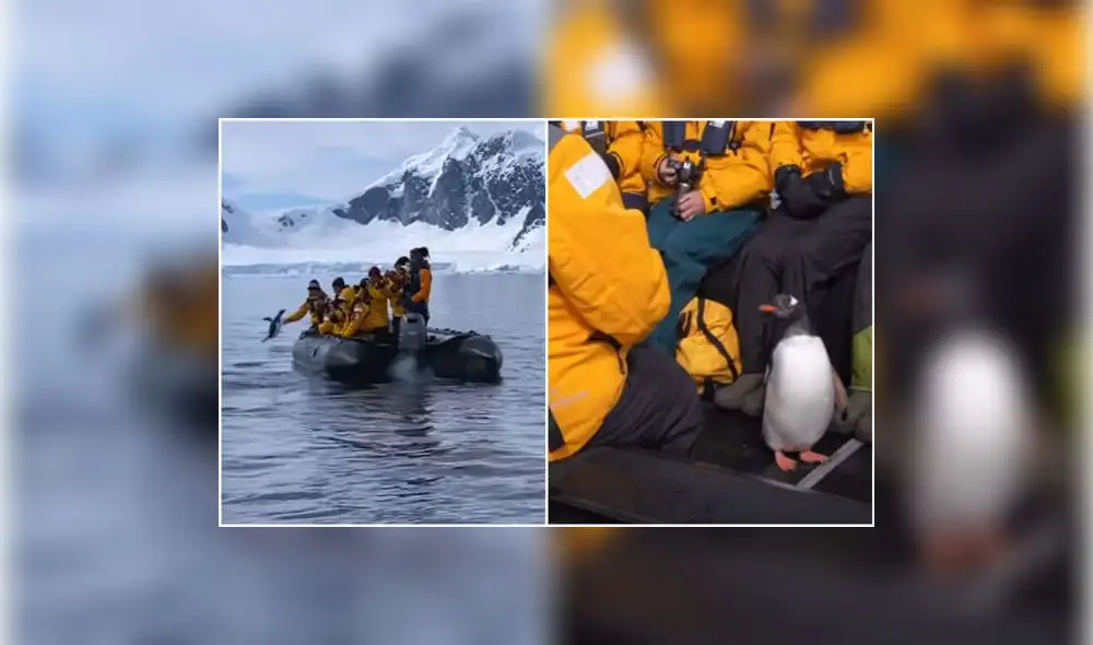 La hazaña del ave se volvió viral en redes sociales, ya que el animal tuvo que nadar durante varios minutos para escapar de la orca. Foto: captura de YouTube La hazaña del ave se volvió viral en redes sociales, ya que el animal tuvo que nadar durante varios minutos para escapar de la orca. Foto: captura de YouTube