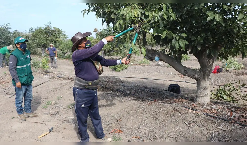Técnicos del Senasa capacita a productores en erradicación de la mosca de la fruta. Foto: Senasa