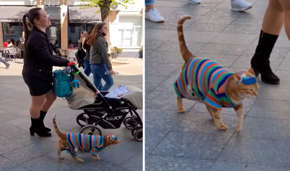 Un gato salió a caminar junto a su dueña e hijo; sin embargo, atrajo la mirada de los transeúntes por su curiosa vestimenta. Foto: captura de TikTok