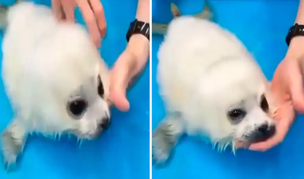 Los voluntarios de un refugio ayudaron a una foca de pocos meses de nacida a recuperarse, debido a que la encontraron sola en la orilla del mar. Foto: captura de YouTube