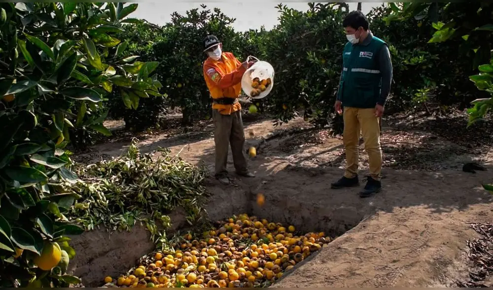 Orientación es liderada por el Senasa. Foto: Senasa