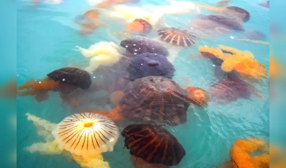 Eventos similares se han registrado anteriormente en Ancón, y en otras playas. Foto: Imarpe