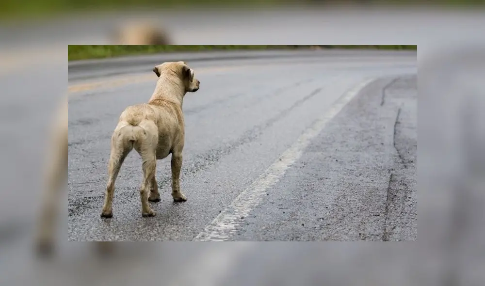 La ley que penaliza el maltrato animal en Argentina, sancionada en 1954, prevé prisión de apenas 15 días a un año. Foto: difusión La ley que penaliza el maltrato animal en Argentina, sancionada en 1954, prevé prisión de apenas 15 días a un año. Foto: difusión