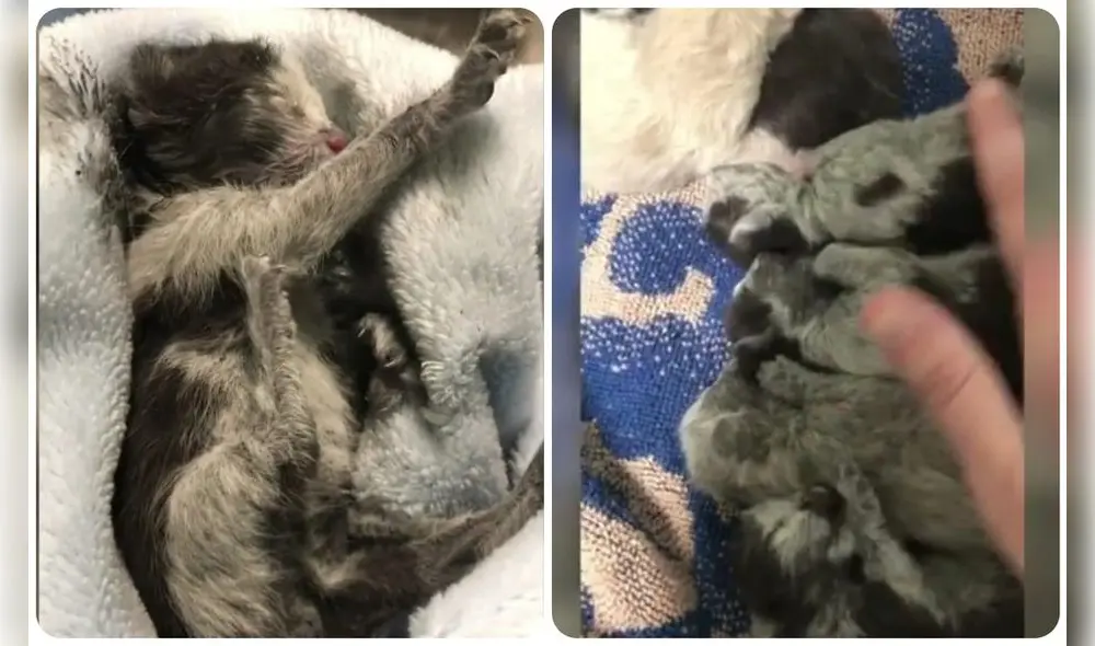 The Muskegon Humane Society, una organización sin fines de lucro en EE.UU. recibió una camada de gatitos recién nacidos. Foto: captura de YouTube