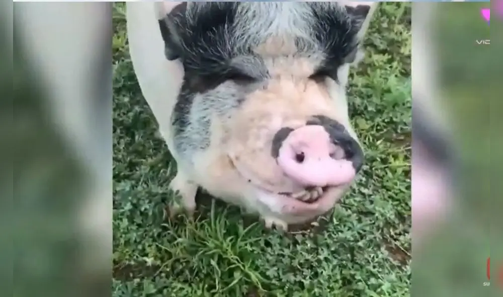 El cerdo vive rodeado de perros y forma parte de la jauría como si fuera uno de ellos. Foto: captura de YouTube