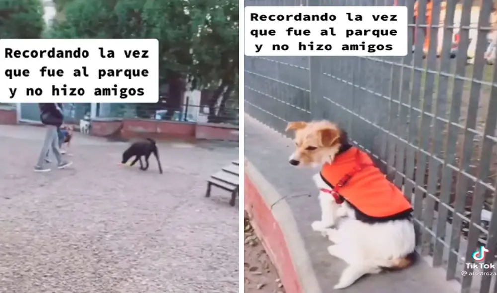 TikTok viral: sale a pasear con su perro y este se pone triste al no ...
