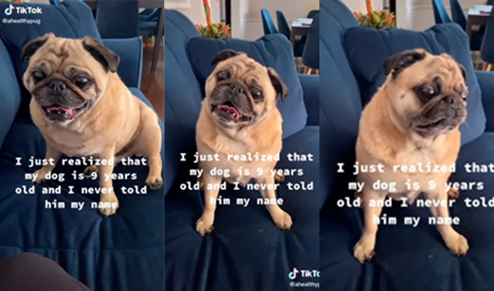 El canino tuvo divertida reacción al escuchar el nombre de su dueño. Foto: captura de TikTok