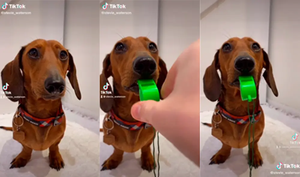El pequeño canino sorprendió a miles de cibernautas con entretenida actuación. Foto: captura de TikTok