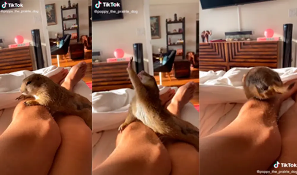 El pequeño animal sorprendió a su dueña con sus clásicos estiramientos previos a su rutina de juego diario. Foto: captura de TikTok