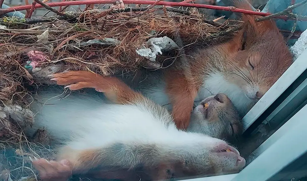 Un joven descubrió a una pareja de ardillas junto a sus crías escondidos en su patio, pero no imaginó que sería testigo de un emotivo momento. Foto: Ludwig C. Timm/ Facebook Un joven descubrió a una pareja de ardillas junto a sus crías escondidos en su patio, pero no imaginó que sería testigo de un emotivo momento. Foto: Ludwig C. Timm/ Facebook