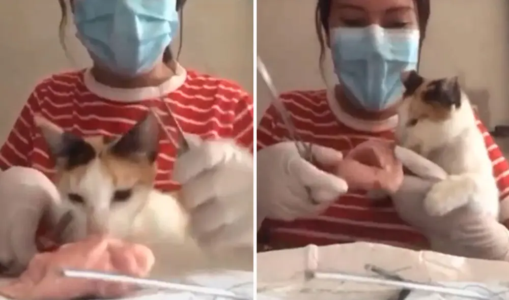 Una joven agarró un trozo de pollo para hacer sus trabajos relacionados a su carrera de medicina; sin embargo, no imaginó que su gato iba arruinarlo. Foto: captura de TikTok