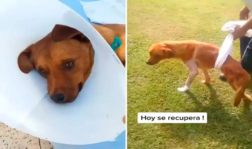 Una pareja encontró a un indefenso animal que había sido abandonado tras sufrir un accidente, por ello, lo llevaron a un veterinario y lo adoptaron. Foto: captura de YouTube Una pareja encontró a un indefenso animal que había sido abandonado tras sufrir un accidente, por ello, lo llevaron a un veterinario y lo adoptaron. Foto: captura de YouTube