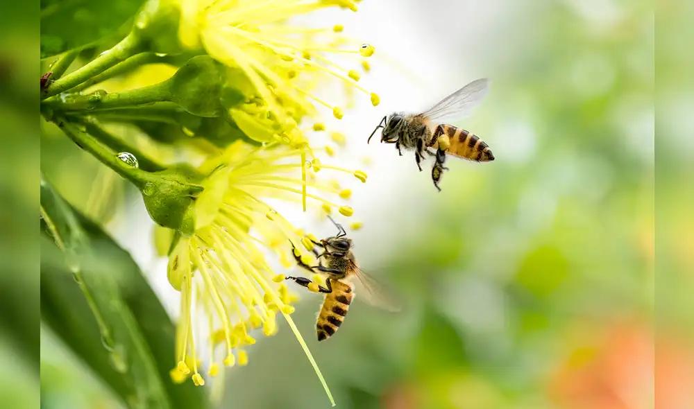 Las abejas son polinizadores que permiten la reproducción de muchas plantas, incluidos cultivos para la alimentación. Foto: difusión Las abejas son polinizadores que permiten la reproducción de muchas plantas, incluidos cultivos para la alimentación. Foto: difusión