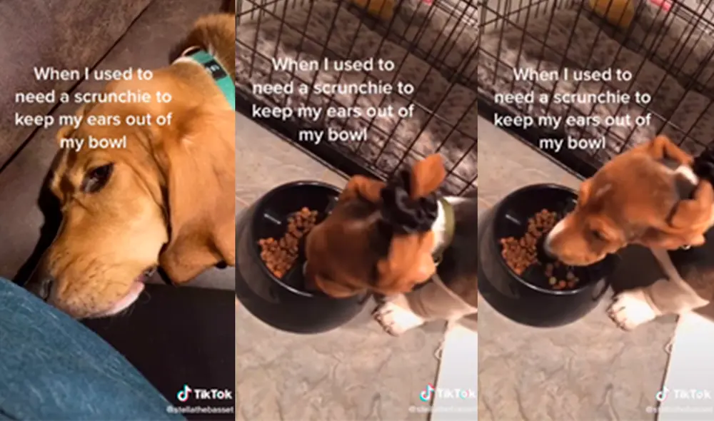 El canino tiene inconvenientes a la hora de comer por sus grandes orejas que se mezclan con la comida. Foto: captura de TikTok