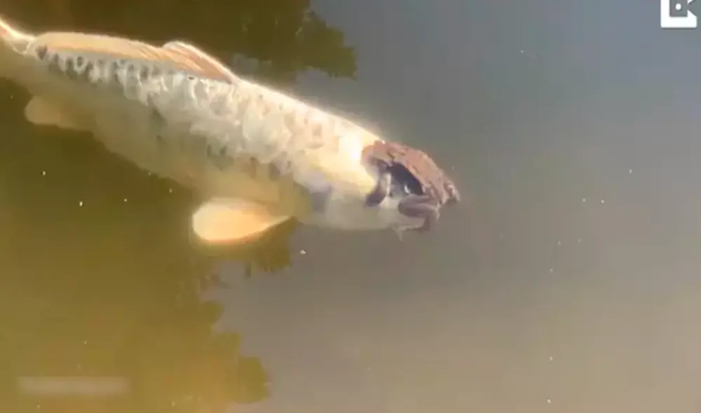 La astuta rana se subió a la cabeza del pez y llamó la atención de los visitantes en el jardín botánico de Gotemburgo. Foto: captura de YouTube / Caters Clips