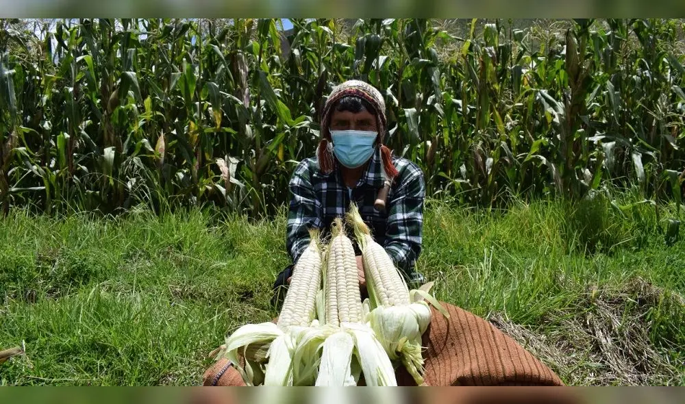 De esta forma, las exportaciones de este producto cusqueño se abren paso en el mundo.