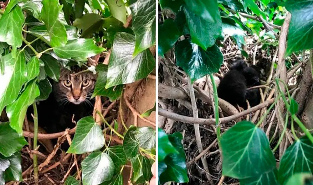Una organización recibió una llamada sobre el paradero de unos gatitos, pero jamás imaginaron que los hallarían en la cima de un árbol. Foto: Chiltern Cats Protection/ Facebook Una organización recibió una llamada sobre el paradero de unos gatitos, pero jamás imaginaron que los hallarían en la cima de un árbol. Foto: Chiltern Cats Protection/ Facebook
