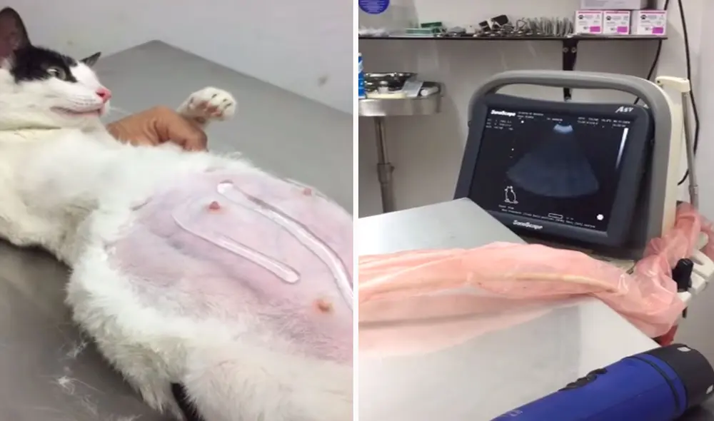 Una joven llevó a su gatita a su cita con el veterinario para revisar su estado de gestación y así poder conocer a los futuros bebés que tiene en el vientre. Foto: captura de YouTube