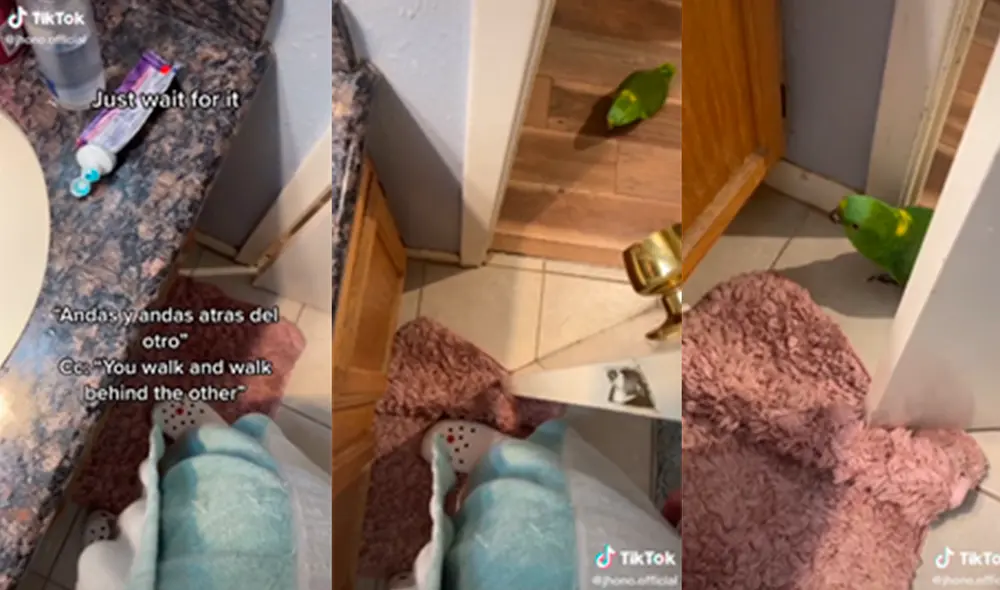 El loro protagonizó una hilarante ‘conversación’ con la persona. Foto: captura de TikTok El loro protagonizó una hilarante ‘conversación’ con la persona. Foto: captura de TikTok