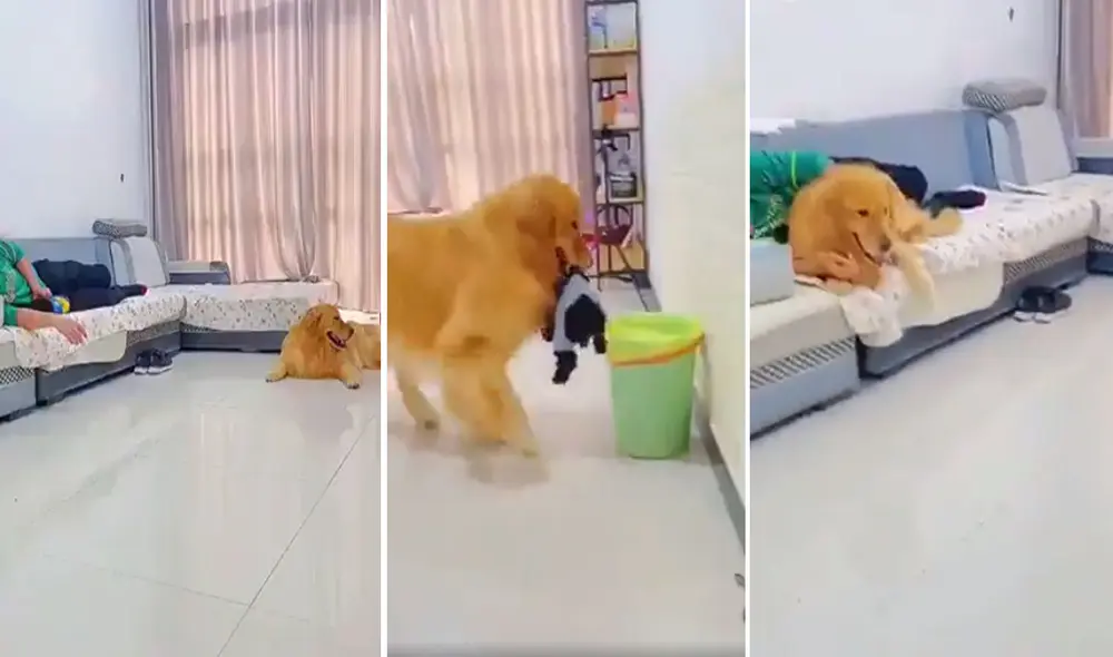 La reacción del animal dejó sin palabras a los usuarios y el video se hizo viral. Foto: captura de Facebook La reacción del animal dejó sin palabras a los usuarios y el video se hizo viral. Foto: captura de Facebook